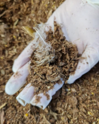 Aplicação de Cama de Frango