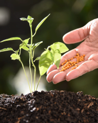 Aplicação de Insumos Agrícolas