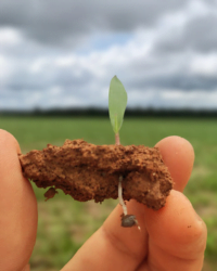 Aplicação de Sementes de Capim