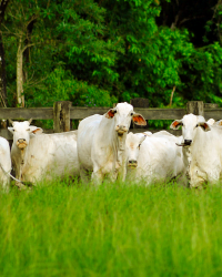 Gerenciamento de Áreas de Pastagem